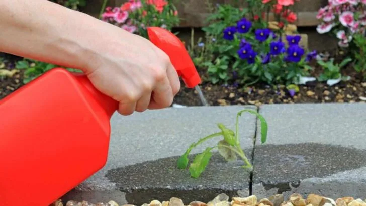 18 Amazing Things That Happen When You Use Vinegar in Your Garden