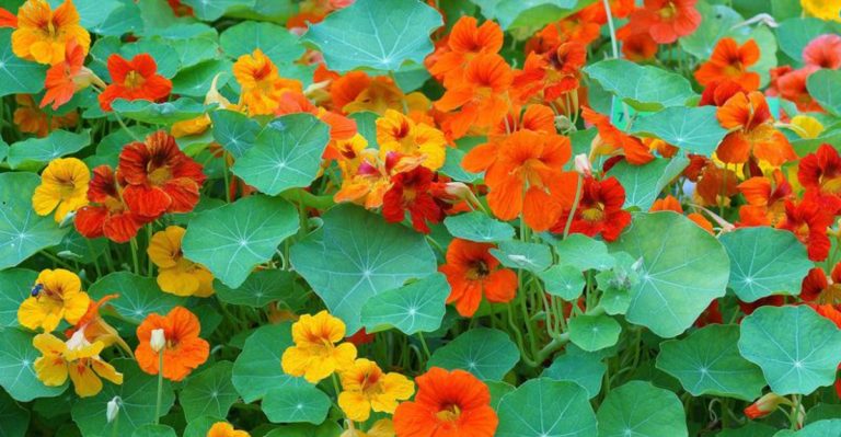 18 Best Companion Plants to Boost Your Garden’s Growth