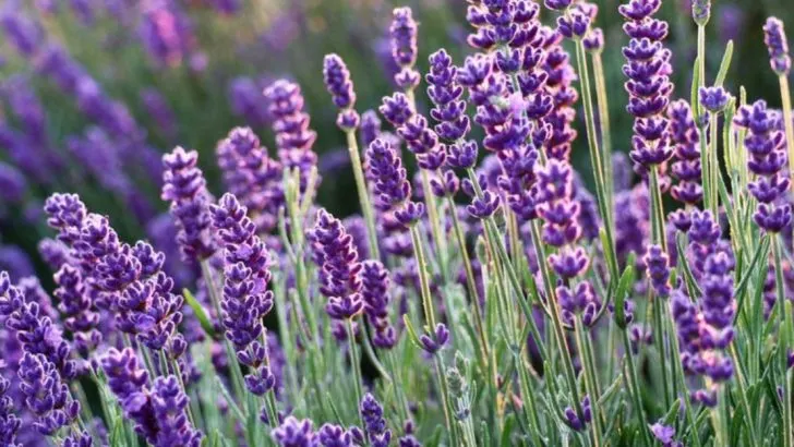18 Best Plants for Your Backyard That Require Minimal Care