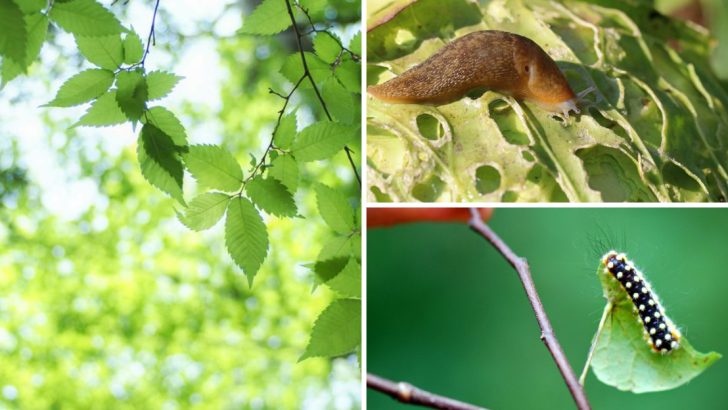 18 Common Pests Eating Your Garden Leaves (And How to Stop Them)