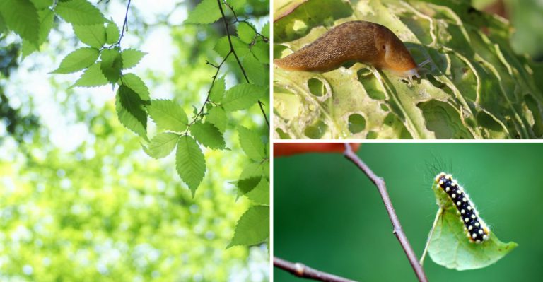 18 Common Pests Eating Your Garden Leaves (And How to Stop Them)