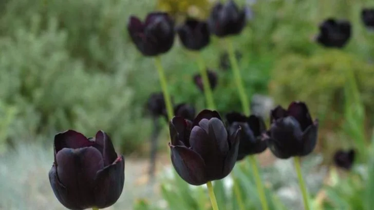 18 Creepy Plants That Only Grow in Cemeteries