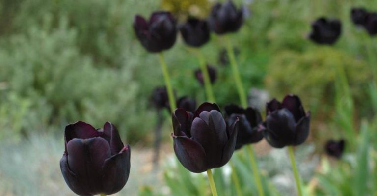18 Creepy Plants That Only Grow in Cemeteries