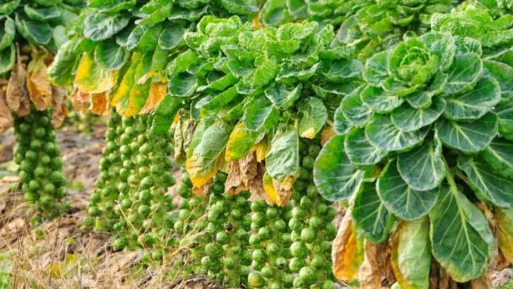18 Crops You’d Be Crazy Not To Plant Now in April