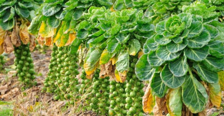18 Crops You’d Be Crazy Not To Plant Now in April