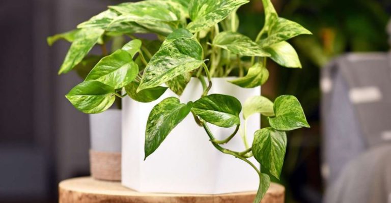 18 Easy-to-Grow Plants for Busy Gardeners