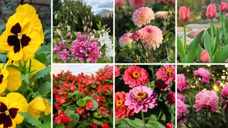 18 Flowers That Could Be Spreading Plant Diseases in Your Garden