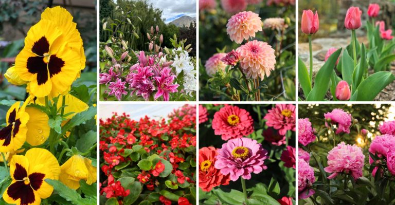 18 Flowers That Could Be Spreading Plant Diseases in Your Garden