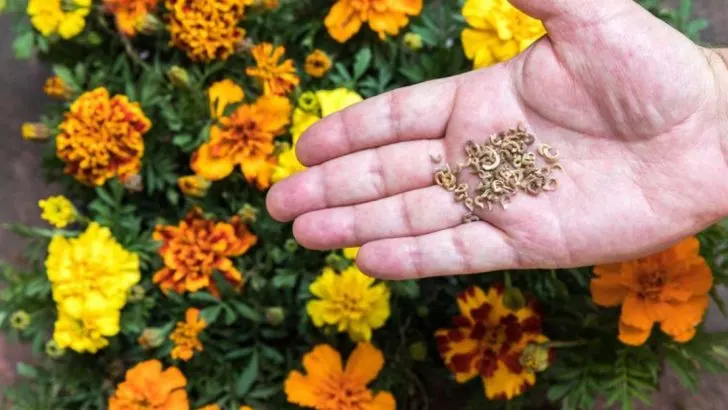 18 Flowers You Should Never Buy As Seedlings