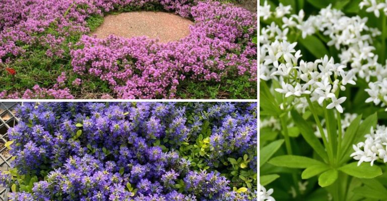 18 Garden-Friendly Ground Covers That Are a Better Alternative to Invasive English Ivy