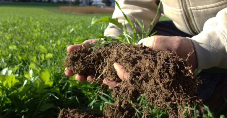 18 Gardening Hacks Every Californian Needs to Know