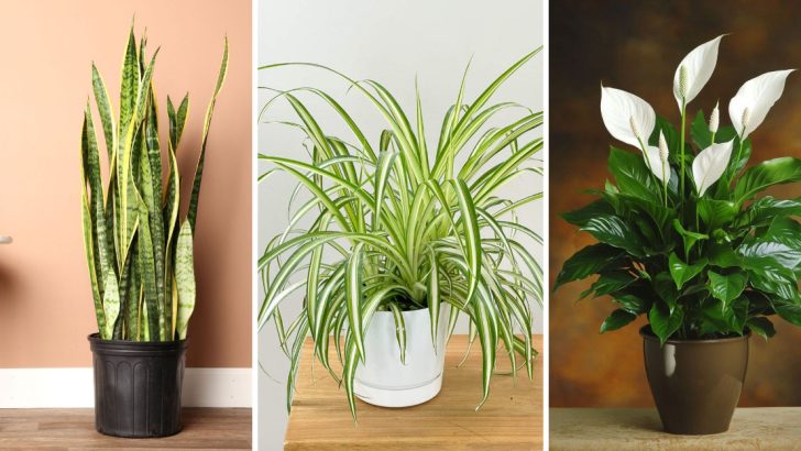 18 Houseplants That Can Live For Decades