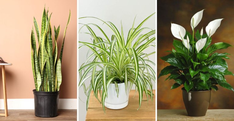 18 Houseplants That Can Live For Decades