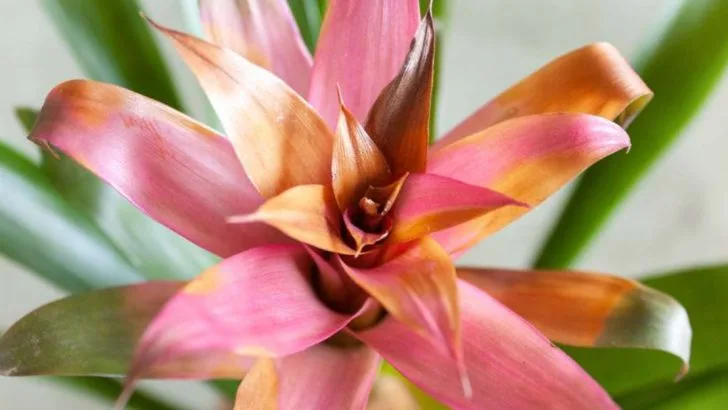 18 Indoor Plants That Will Grow Without Direct Sunlight