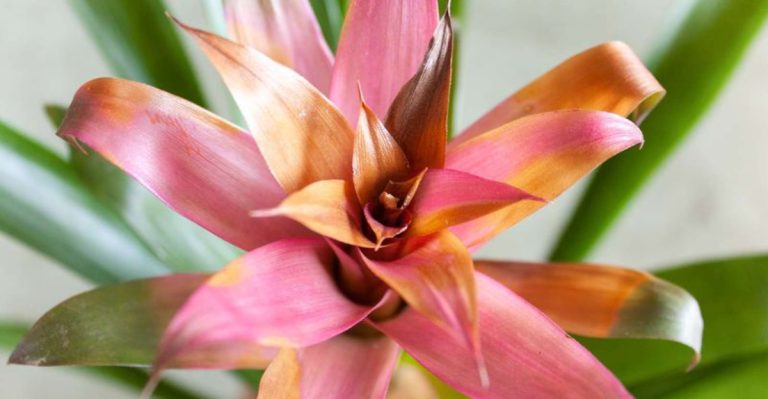 18 Indoor Plants That Will Grow Without Direct Sunlight