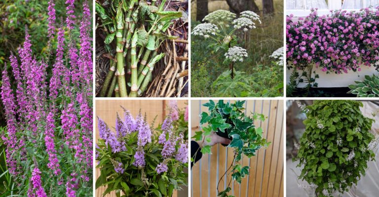 18 Invasive Weeds That Look Like Beautiful Flowers (But Aren’t)