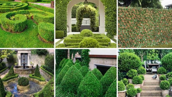 18 Landscaping Ideas For Using Boxwood Plants For Backyard Privacy