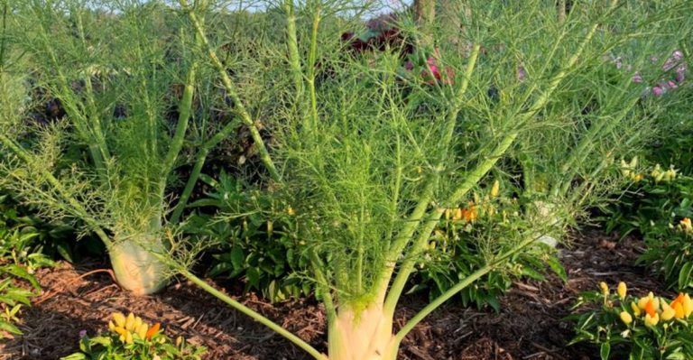 18 Medicinal Plants You Can Grow in Your Garden for Everyday Health