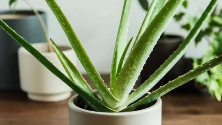 18 Medicinal Plants You Should Be Growing at Home