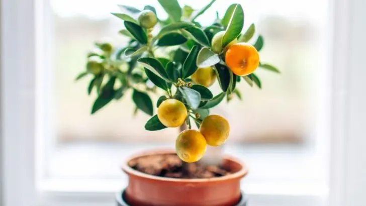 18 Miniature Trees That Fit on Your Windowsill