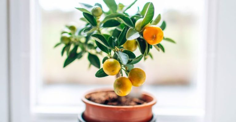 18 Miniature Trees That Fit on Your Windowsill