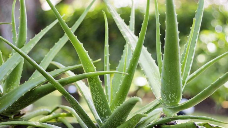 18 Natural Pain Relievers You Can Grow in Your Garden