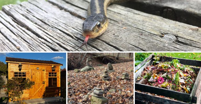 18 Places Snakes Might Be Lurking In Your Garden & House