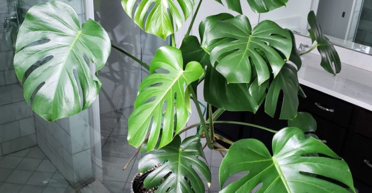 18 Plants Everyone Will Be Growing in 2025 – Will You?