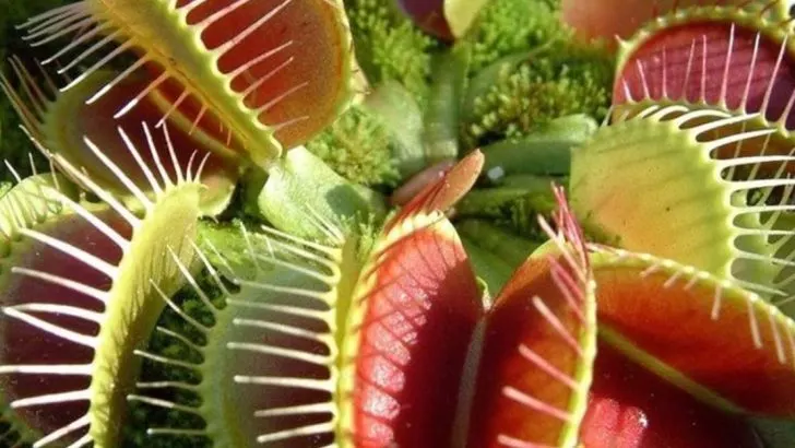 18 Plants That Change Shape or Size as They Grow