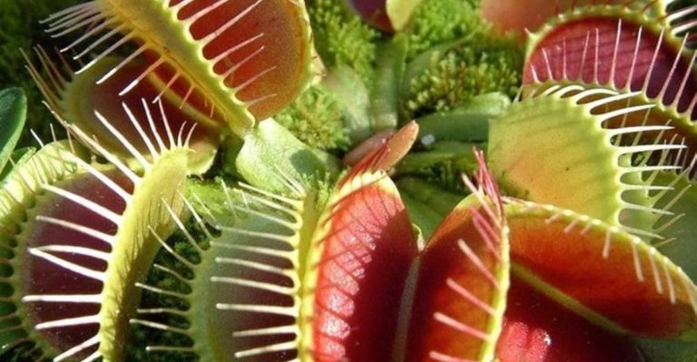 18 Plants That Change Shape or Size as They Grow