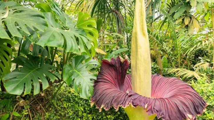 14 Plants That Smell Horrible But Are Pollinator Magnets