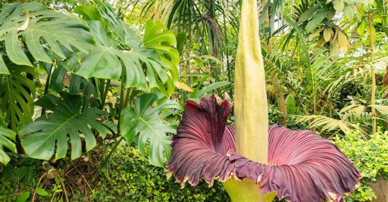 14 Plants That Smell Horrible But Are Pollinator Magnets
