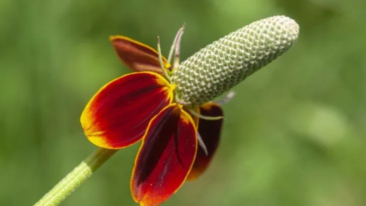 18 Plants That Thrive in Texas’ Weird Clay Soils