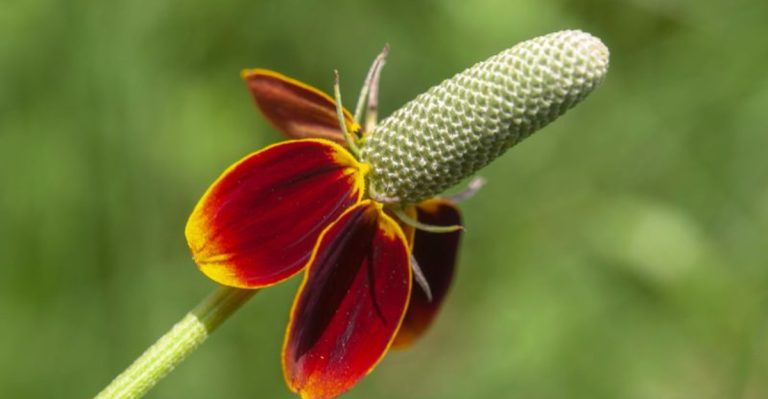 18 Plants That Thrive in Texas’ Weird Clay Soils