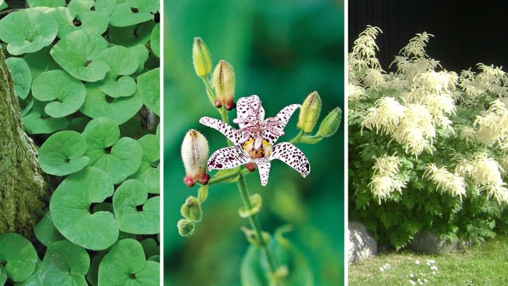 18 Plants That Thrive Under Black Walnut Trees and Fill That Bare Spot