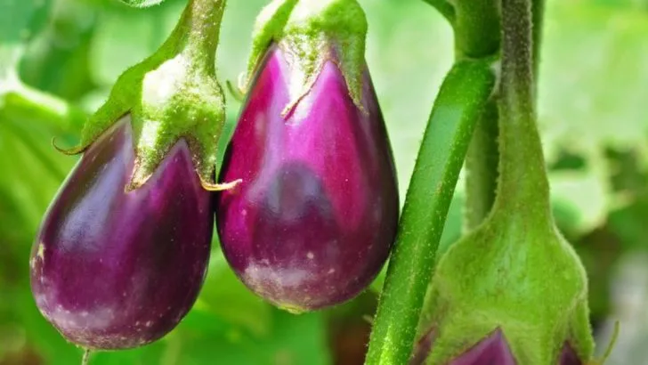18 Plants to Grow Alongside Your Bell Peppers to Keep Them Happy