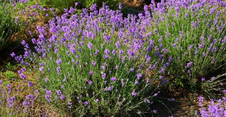 18 Plants to Grow Alongside Your Blackberry Bushes to Keep Them Happy