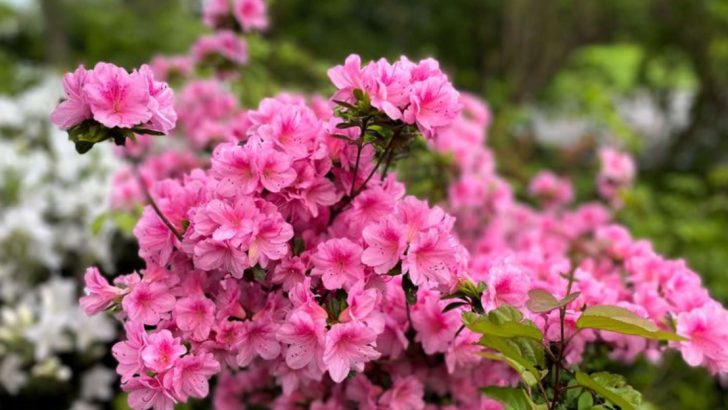 18 Pollinator-Friendly Shrubs That Attract Bees, Butterflies, and Hummingbirds