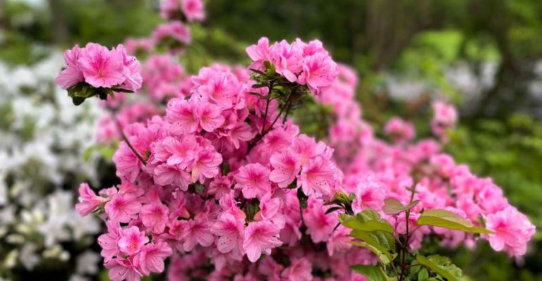 18 Pollinator-Friendly Shrubs That Attract Bees, Butterflies, and Hummingbirds