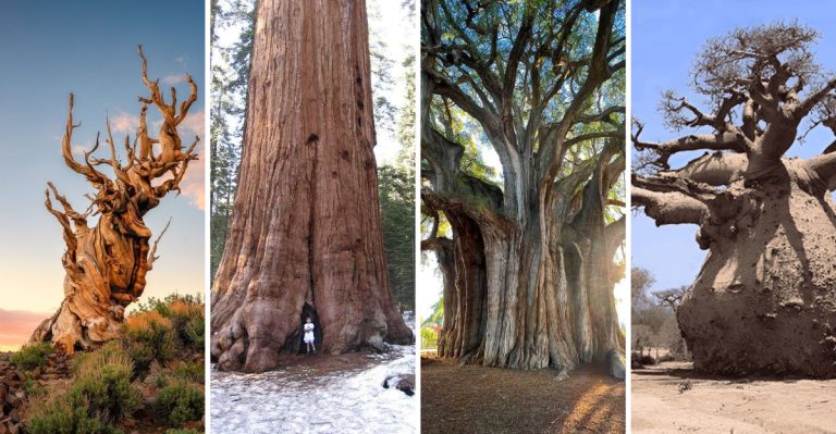 18 Record-Breaking Trees (Oldest, Tallest, Widest)