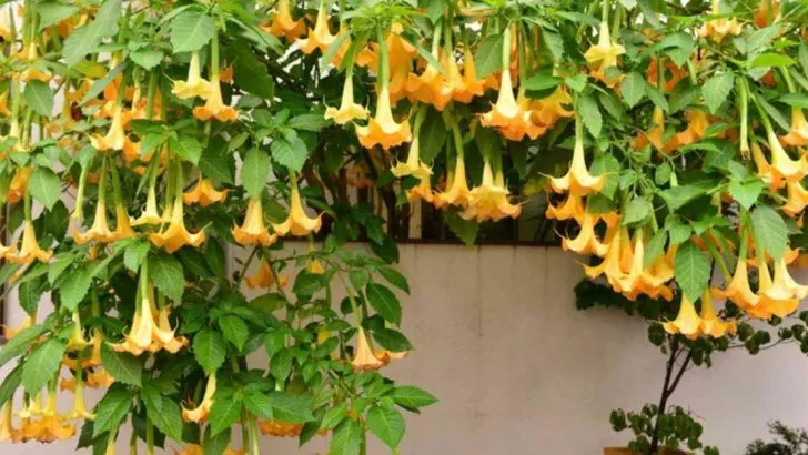 18 Sensory Plants That Awaken Your Sight, Smell, and Touch