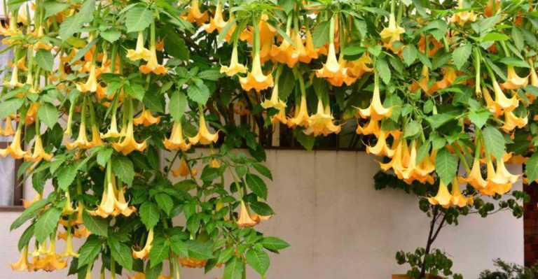 18 Sensory Plants That Awaken Your Sight, Smell, and Touch