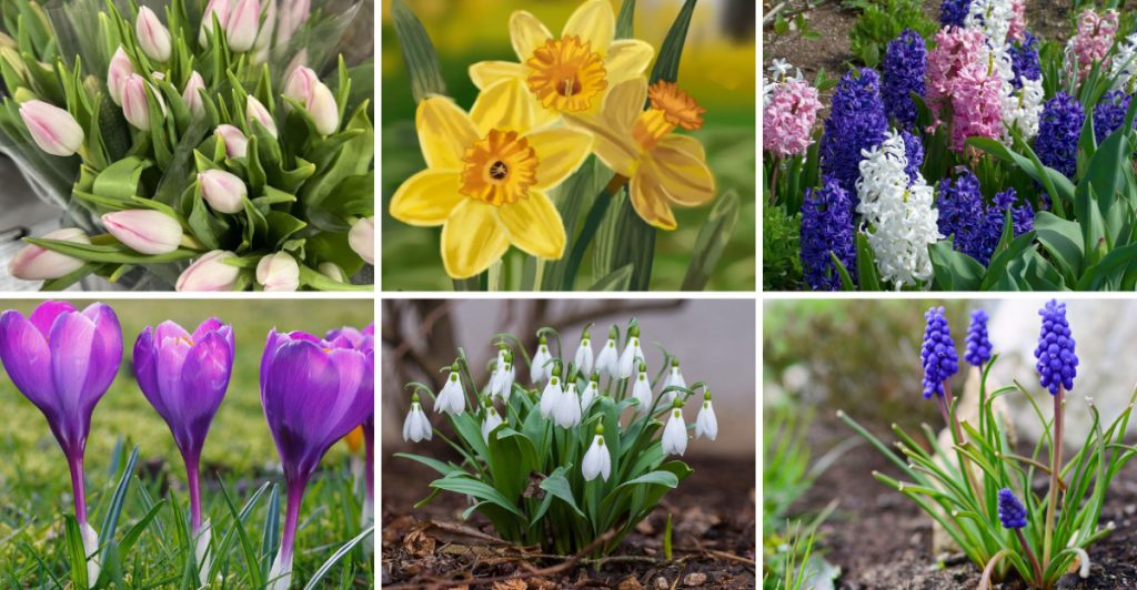 18 Spring-Flowering Bulbs You Can Still Plant in March - Plantisima