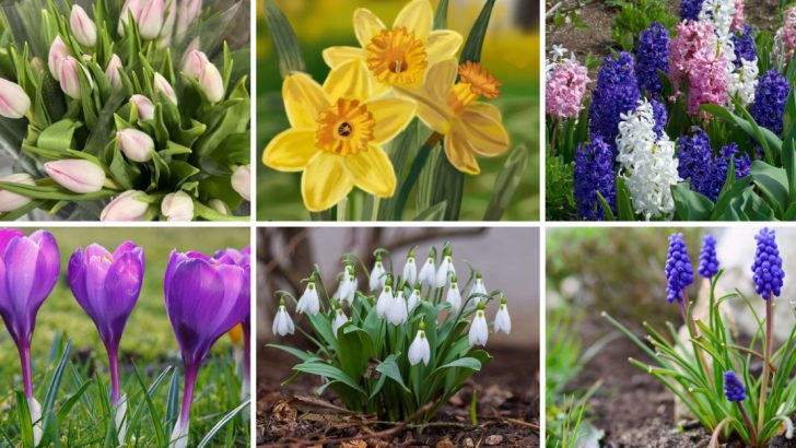 18 Spring-Flowering Bulbs You Can Still Plant in March