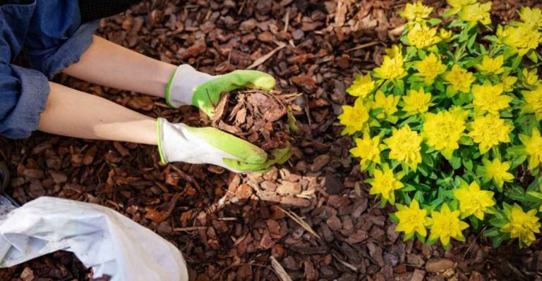 18 Spring Planting Secrets That Guarantee a Blooming Explosion