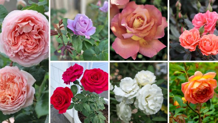 18 Stunning Types of Rose to Transform Your Garden Into a Fairy Tale