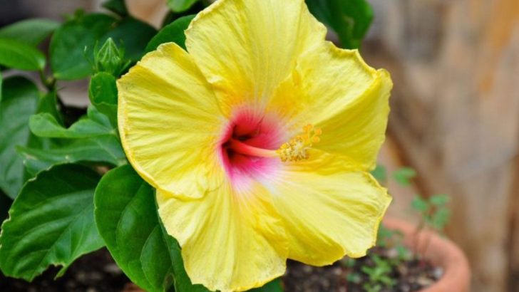 18 Tips And Tricks To Keep Your Hibiscus Plant Growing And Thriving