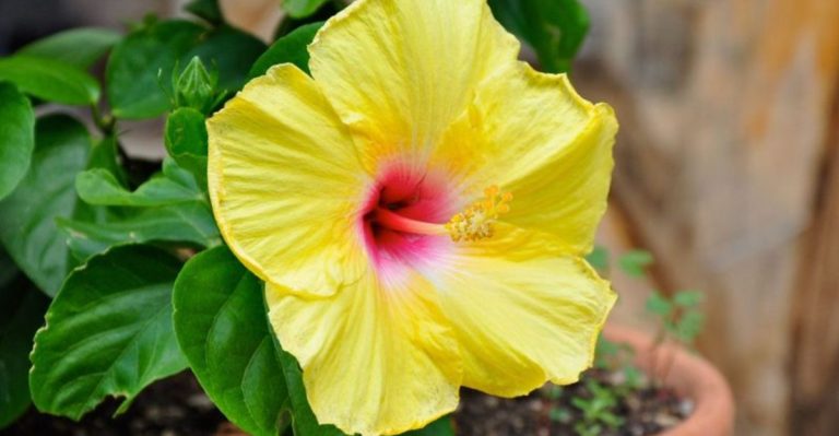 18 Tips And Tricks To Keep Your Hibiscus Plant Growing And Thriving