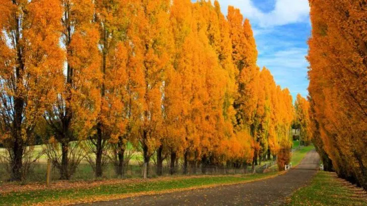 18 Trees That Grow Shockingly Fast and Transform Your Yard in No Time