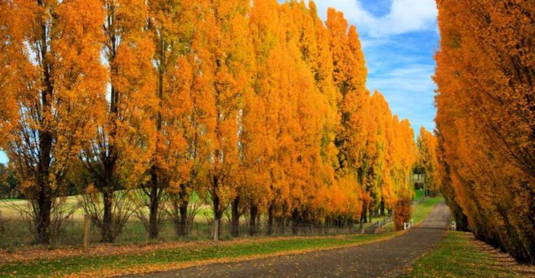 18 Trees That Grow Shockingly Fast and Transform Your Yard in No Time